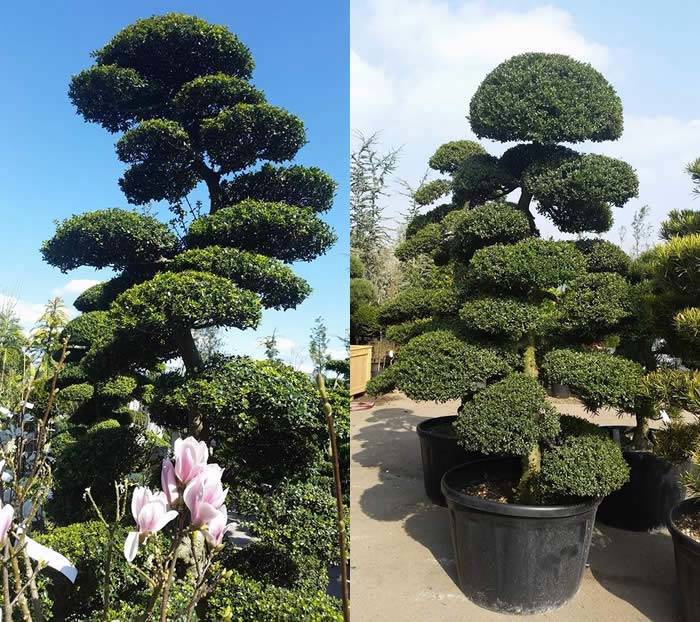 Specimen Cloud Trees at Paramount Plants, London UK