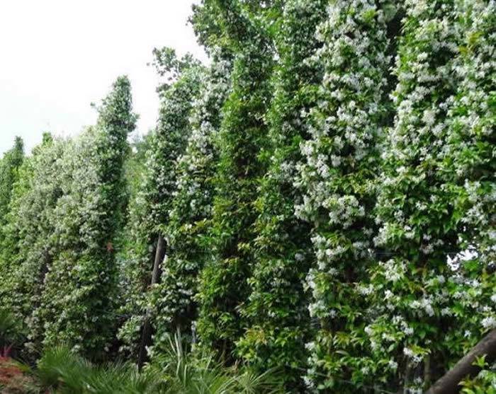 Mature Star Jasmine Climber - beautiful Evergreen Screening plant buy UK