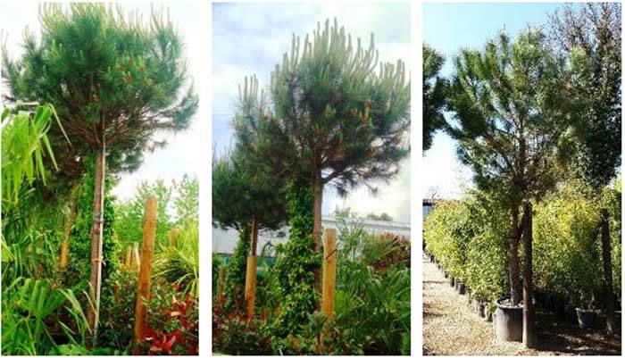 Stone Pine or Umbrella Pine Trees for sale UK