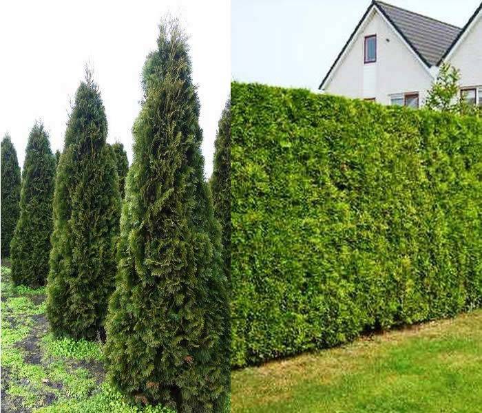 Thuja Hedging Rootballed Trees to buy online UK