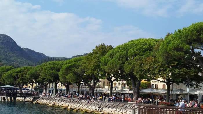 Umbrella Pines, Northern Italy