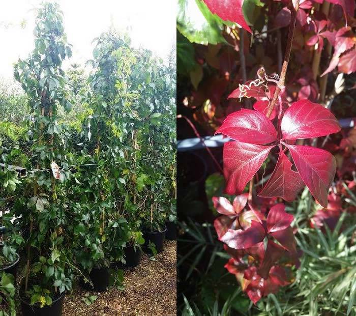 Virginia Creeper - large specimens for sale, buy online UK