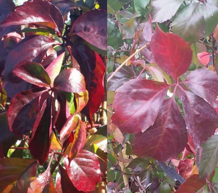 Virginia Creeper Red Wall Troki - Autumn Leaf Colour buy UK