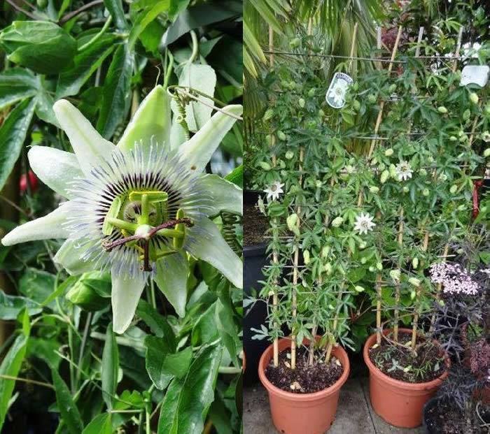 White Passion Flower - evergreen climber buy UK