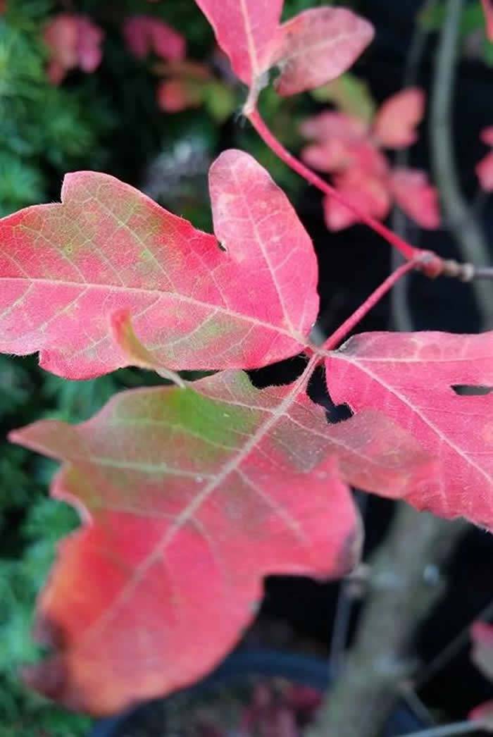 Autumn Plants for Colour – Acer Griseum