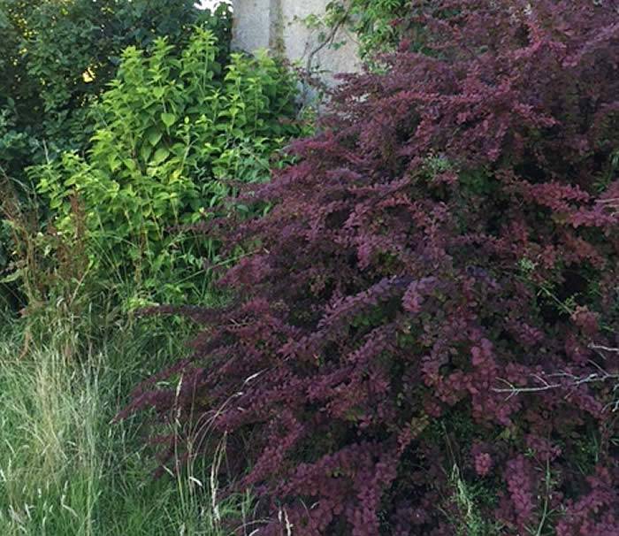 Berberis Thunbergii Japanese Barberry - the red leaf Japanese barberry – has striking red / purple foliage. 