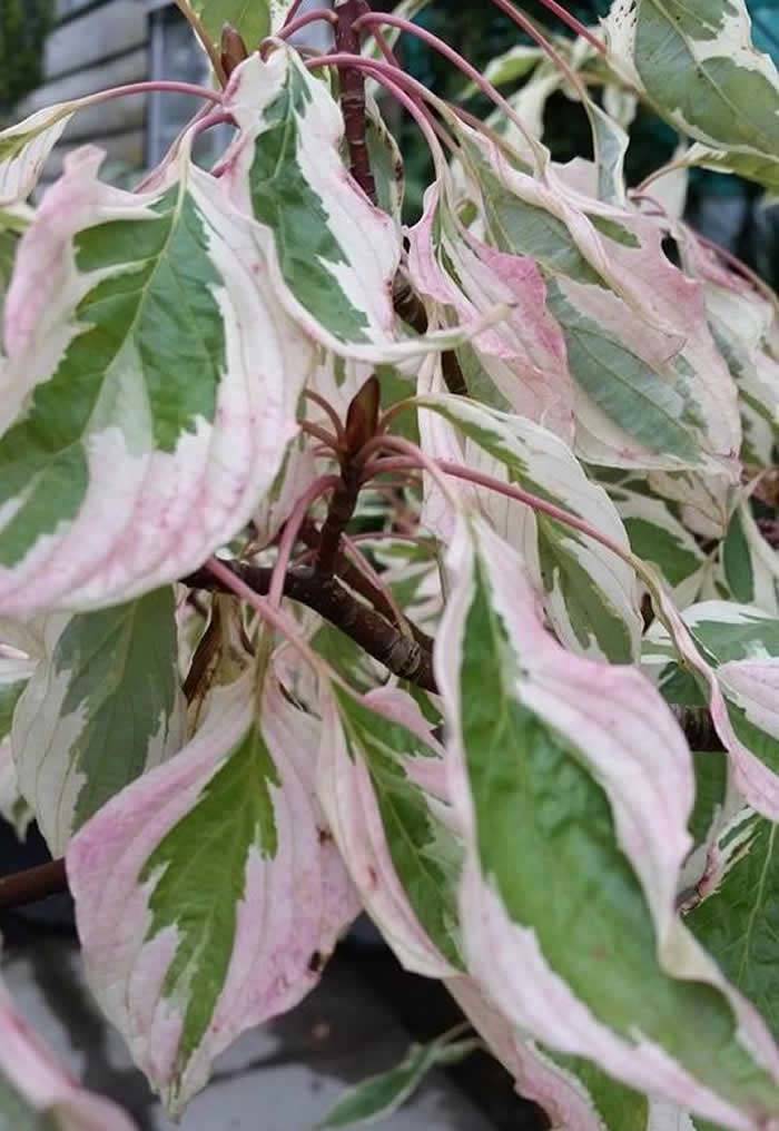 Variegated Cornus Controversa