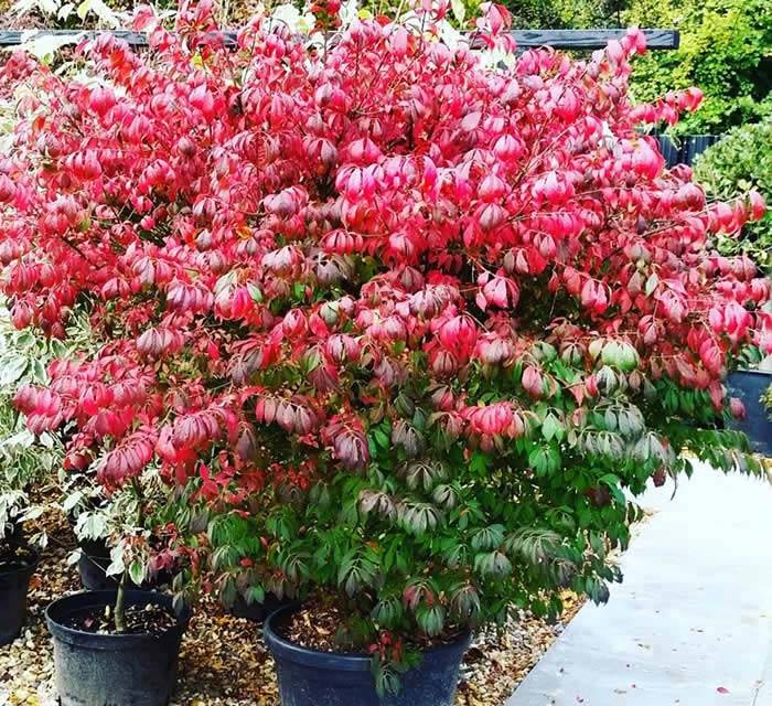 Euonymus Alatus Compactus