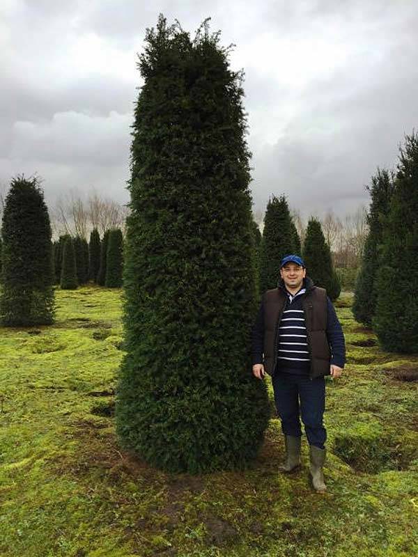 Mature Yew Hedging rootballed - Great Offers when you buy 10 plants or more