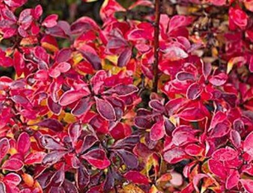 Berberis Thunbergii Japanese barberry – a good choice for autumn colour