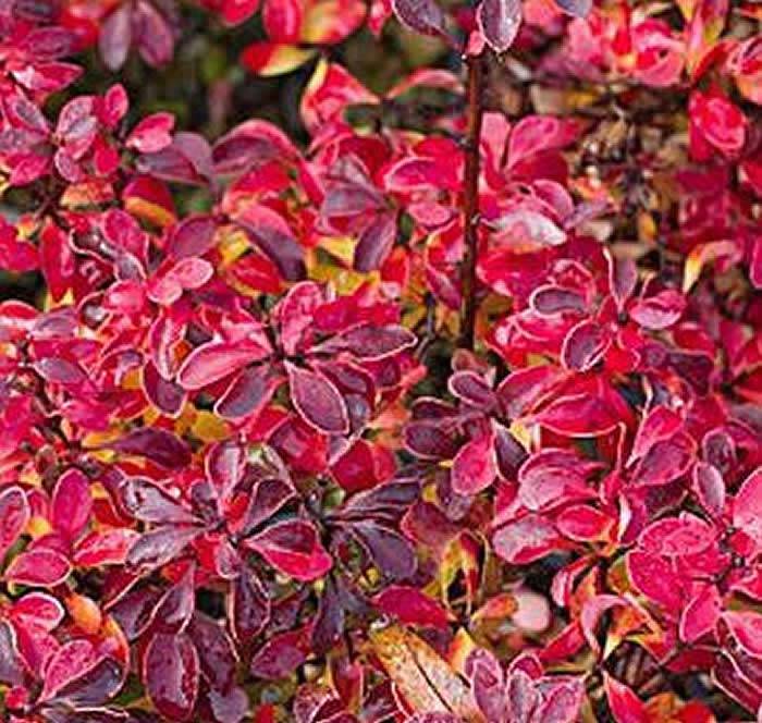 Berberis Thunbergii Admiration