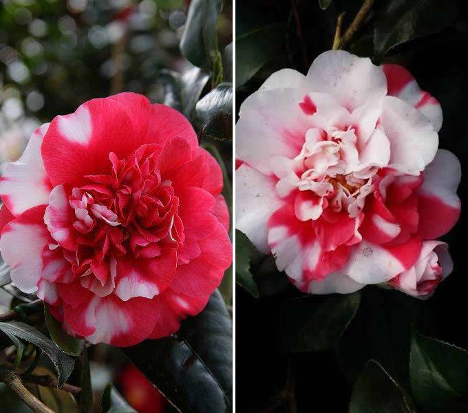 Camellia Japonica General Colletti for sale at our London plant centre, UK