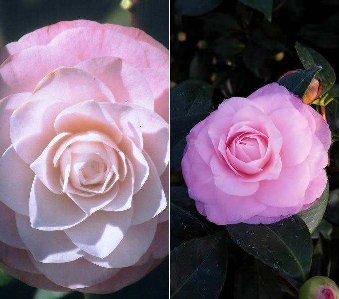 Camellia Japonica Nuccios Pearl buy online UK