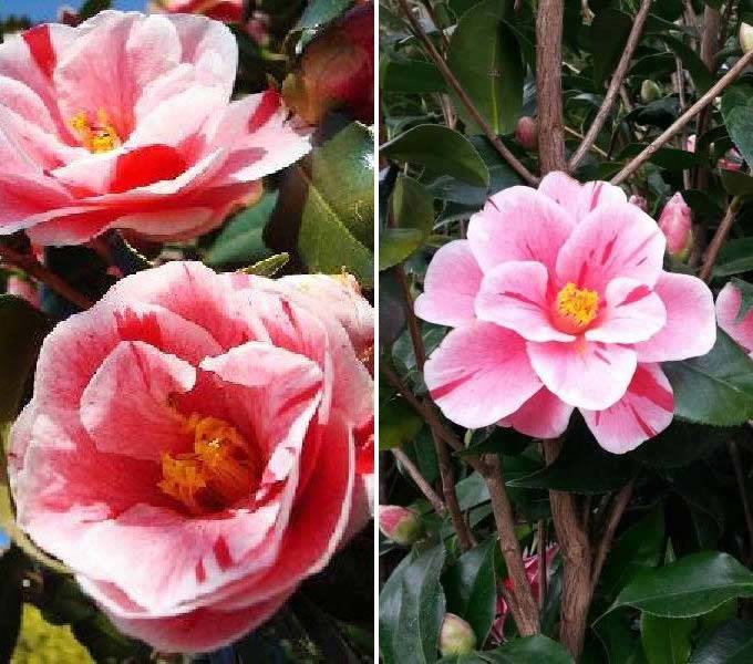 Camellia Japonica Oki No Nami for sale online UK 