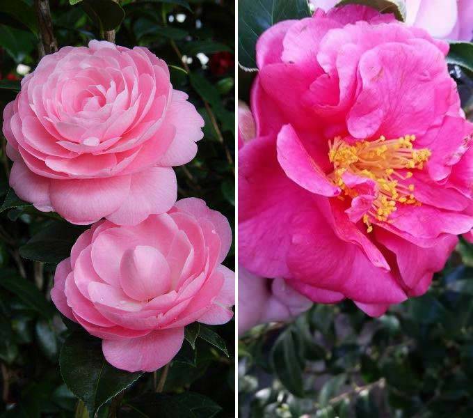 Camellia Japonica Sarah Frost buy online UK