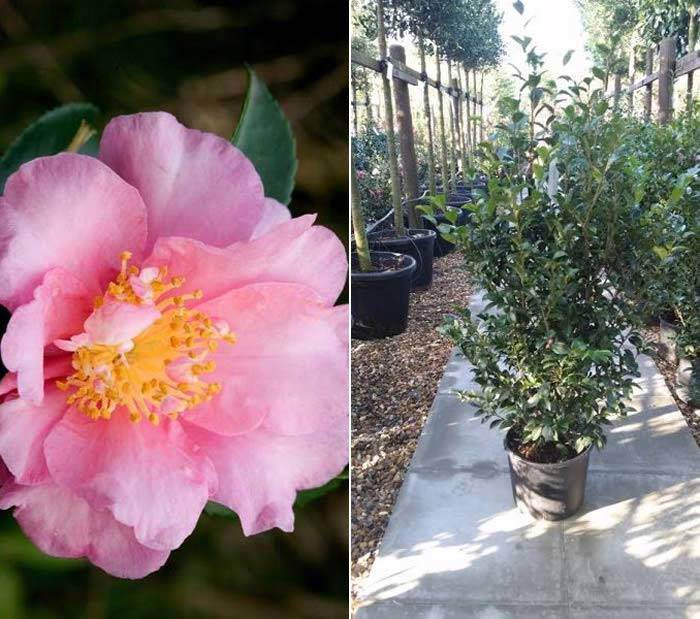 Camellia Sasanqua Jennifer Susan buy online UK