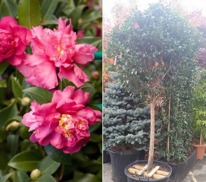 Camellia Sasanqua Sparkling Burgundy to buy online UK