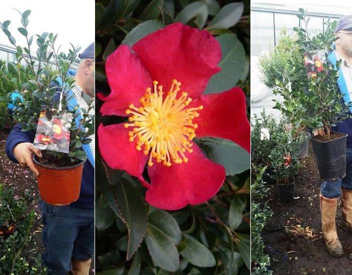 Camellia Sasanqua Yuletide, buy online UK