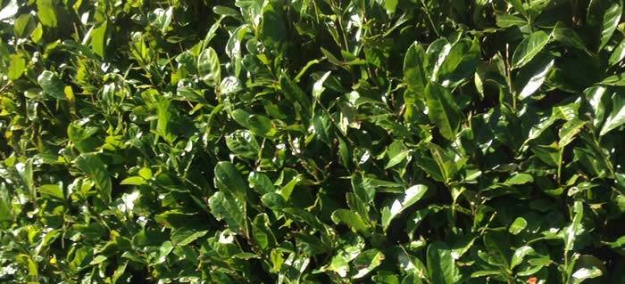 Cherry Laurel Instant Hedging