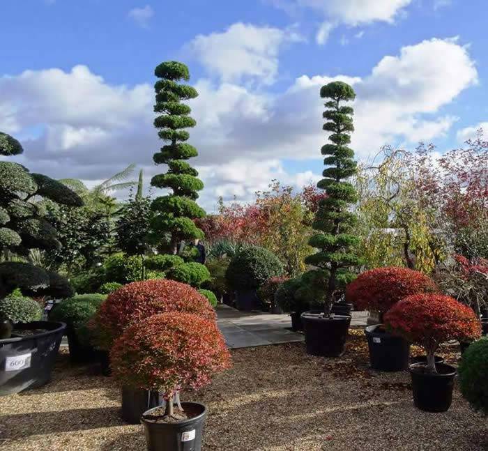 Gardening Promo Discount Code for our London plant centre