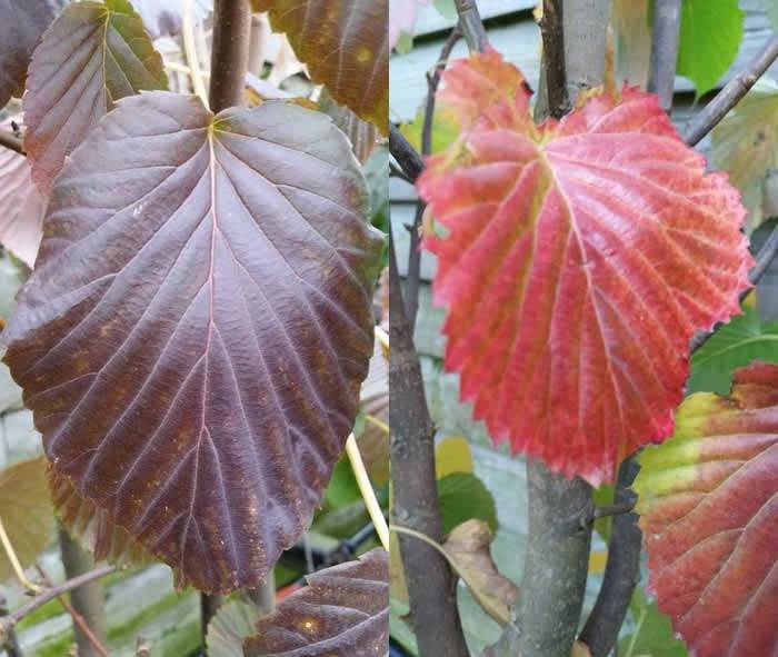 Davidia Involucrata (the handkerchief tree)