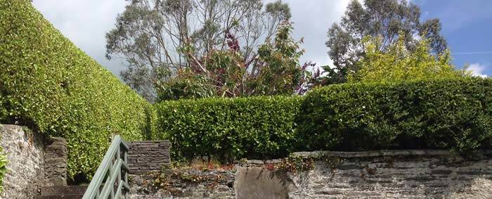 Griselinia Hedging - a rapid grower for coastal areas