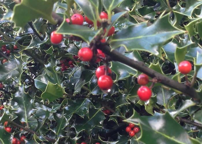 Native Holly Hedging