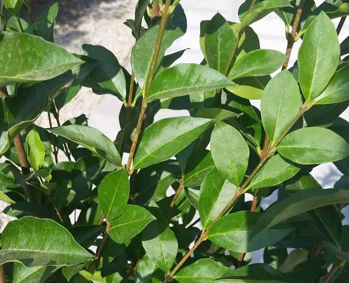 Privet Hedging - 2 great offers