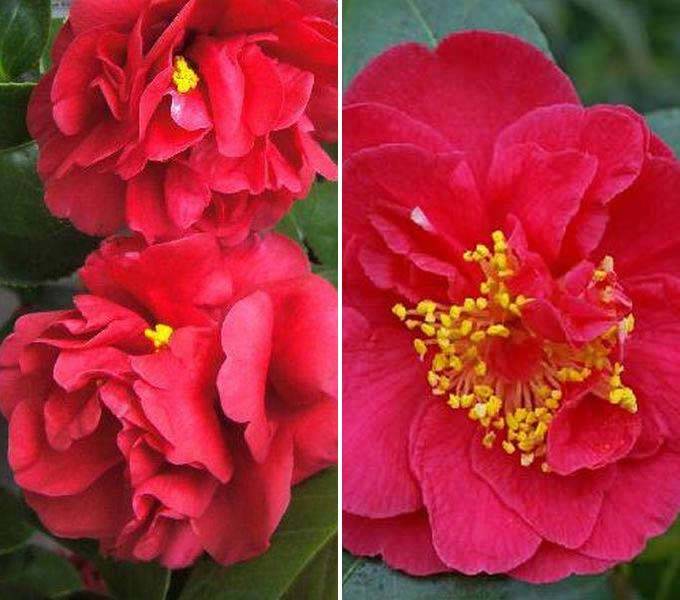 Red Flowering Camellias including rare cultivars buy online UK