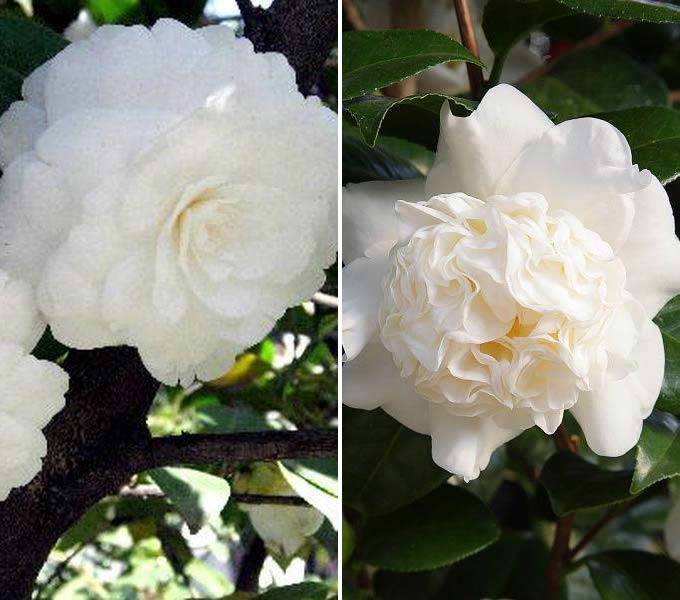 White flowering Camellia Japonica cultivars buy online UK