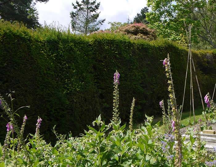 yew-hedge