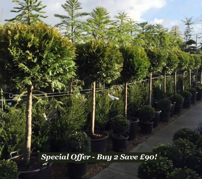Chamaecyparis Lawsoniana Alumigold Topiary Trees, for sale online with UK delivery