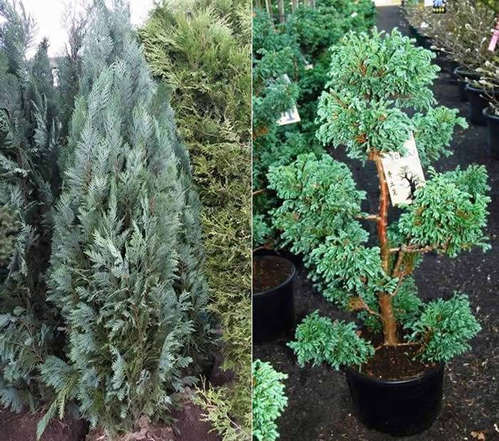 Chamaecyparis Lawsoniana | Chamaecyparis Pisifera Boulevard Bonsai buy online UK