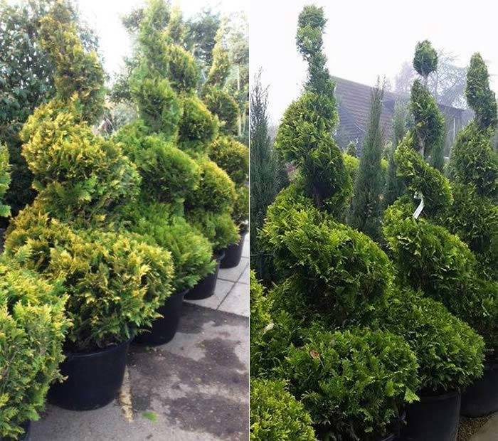 Chamaecyparis Lawsoniana Ivonne Topiary Spirals for sale online UK