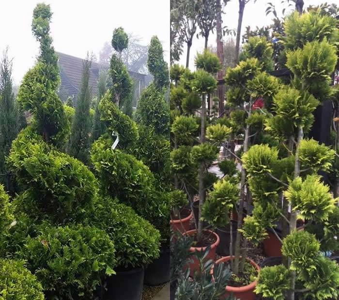 Chamaecyparis Lawsoniana Ivonne Topiary Trees, for sale online UK