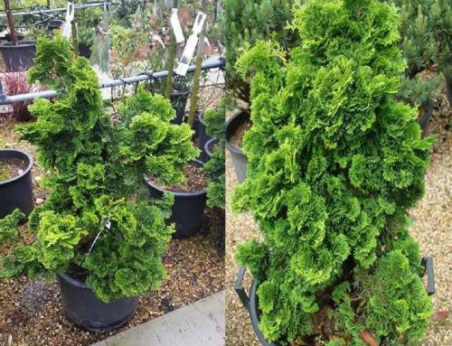 Chamaecyparis – False Cypress – such a versatile Conifer