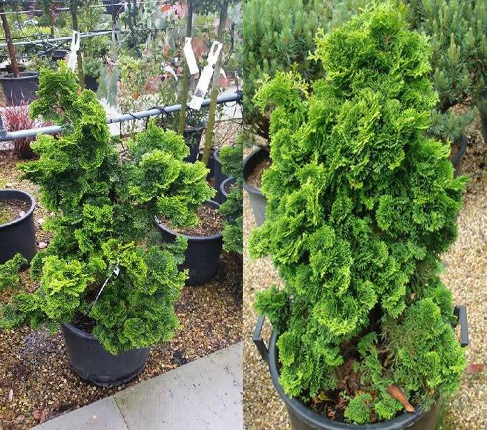 Chamaecyparis Obtusa Nana - Hinoki Cypress, buy online, UK