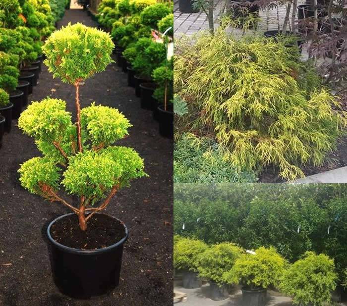 Chamaecyparis Pisifera Filifera Aurea - Sawara Cypress Tree, buy online UK