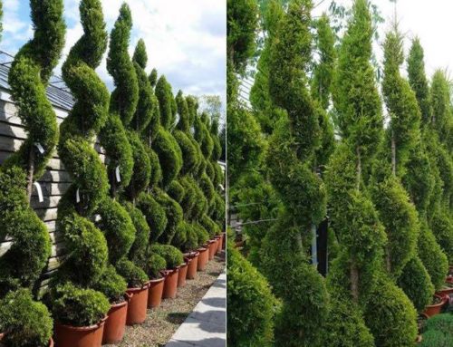 Topiary Spirals