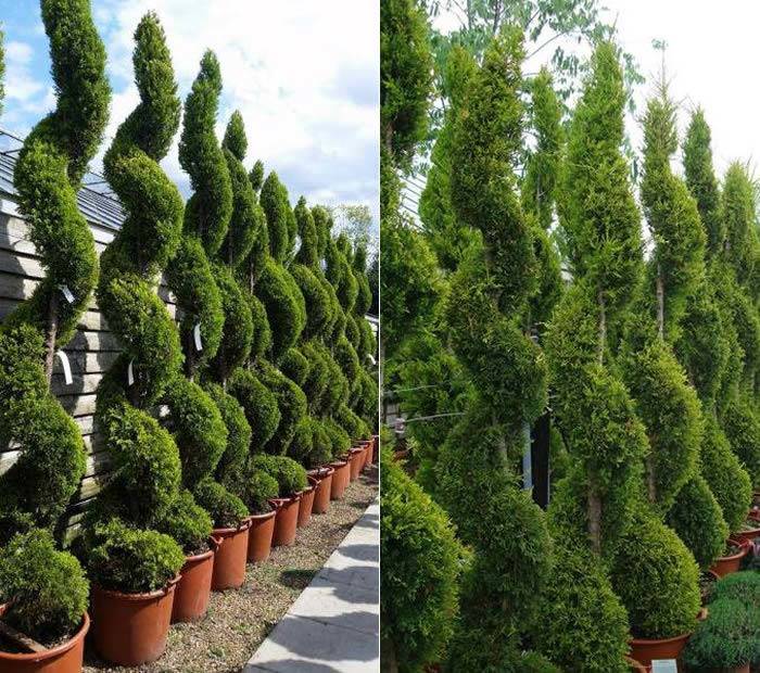 Cupressus Goldcrest Topiary Spirals buy online UK