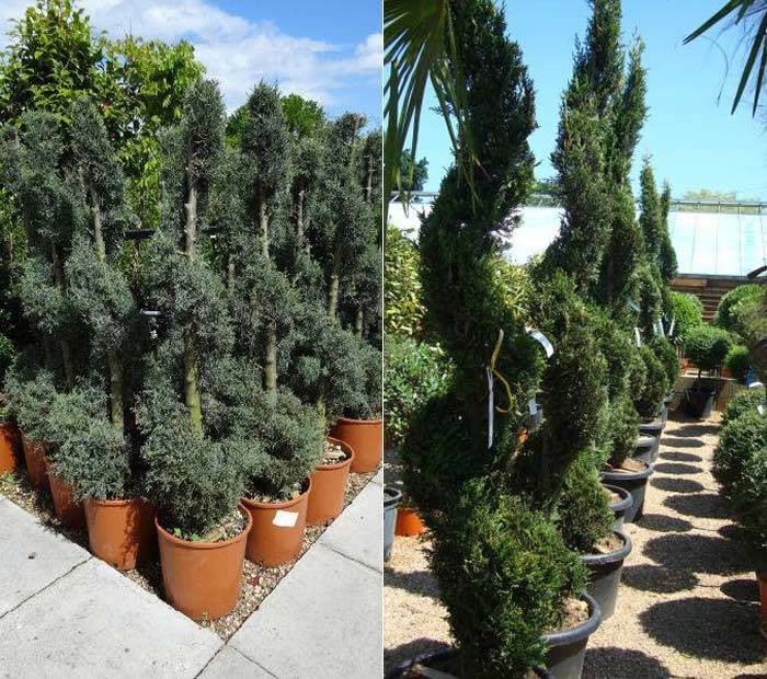 Cupressus Topiary Spirals to buy online UK