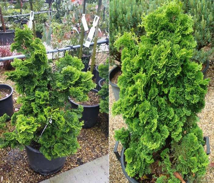 Hinoki Cypress Trees will grow well in partial shade, buy online UK