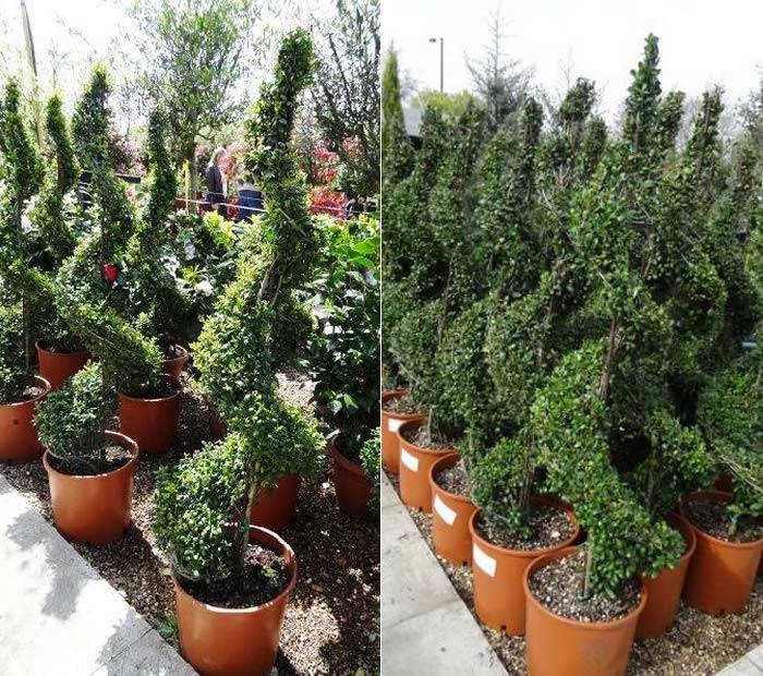Ilex Crenata Topiary Spirals Offer - Buy 2 Save £10, for sale online UK
