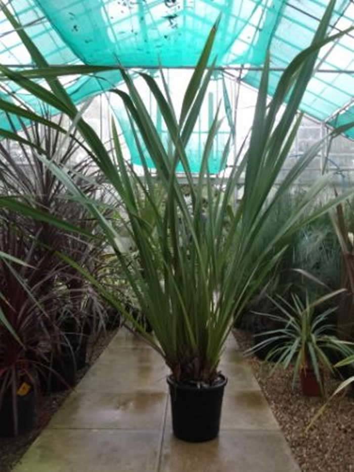 New Zealand Flax Plants Offer Buy 1 Get 1 Free