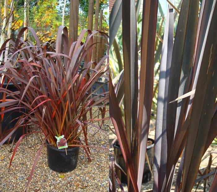 New Zealand Flax Offer - Buy 1 Get 1 Free - Purple leaved Phormium buy UK