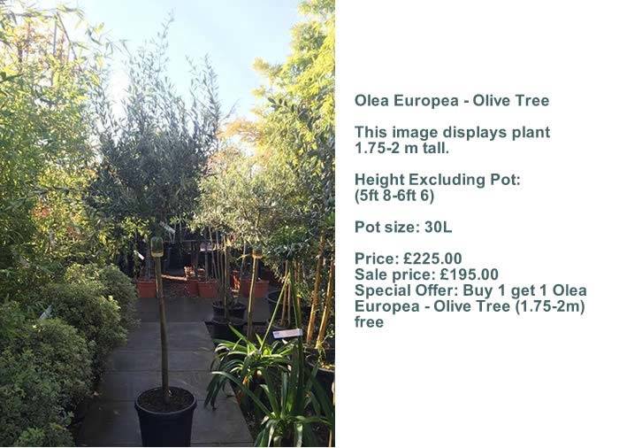 Olive Trees Sale UK. Buy Olive Trees Cheap