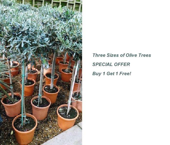Olive Tree Sale UK - Special Offer Buy 1 Get 1 Free, buy online UK