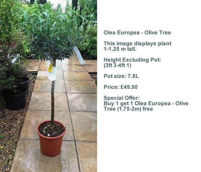 Lollipop Olive Tree Special Offers buy online, UK