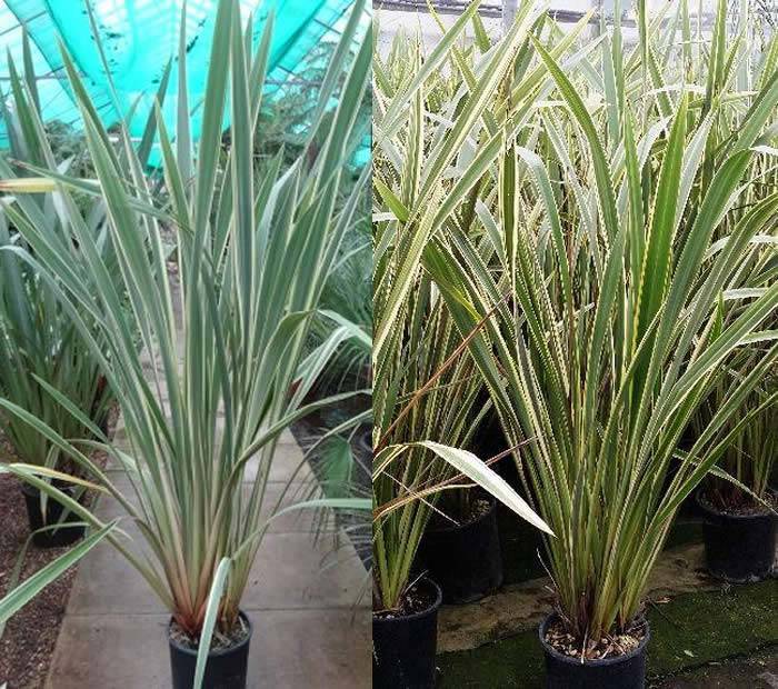 New Zealand Flax Plants Variegated, Buy 2 Get 1 Free! buy UK