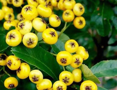 Shrubs With Berries